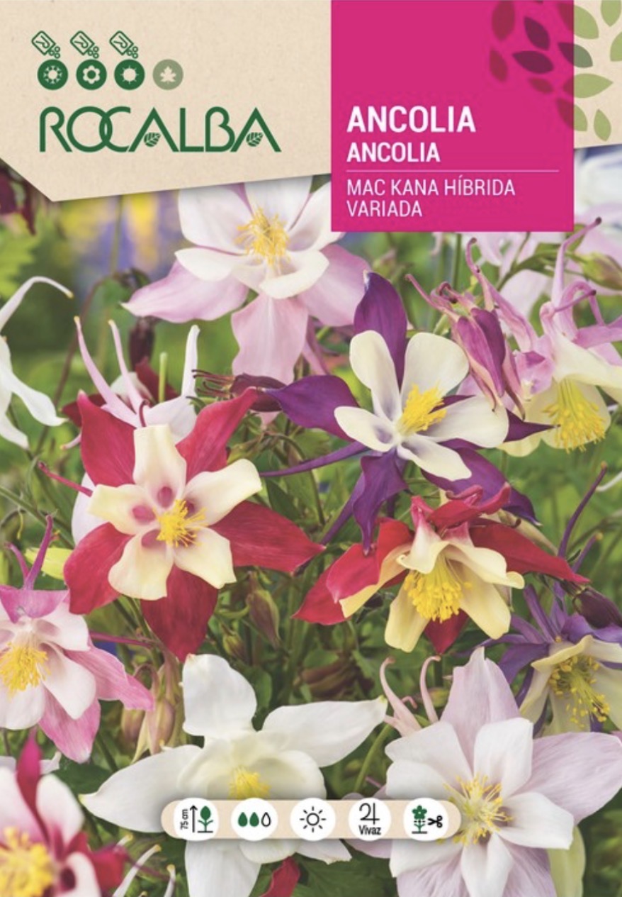 Aquilegia