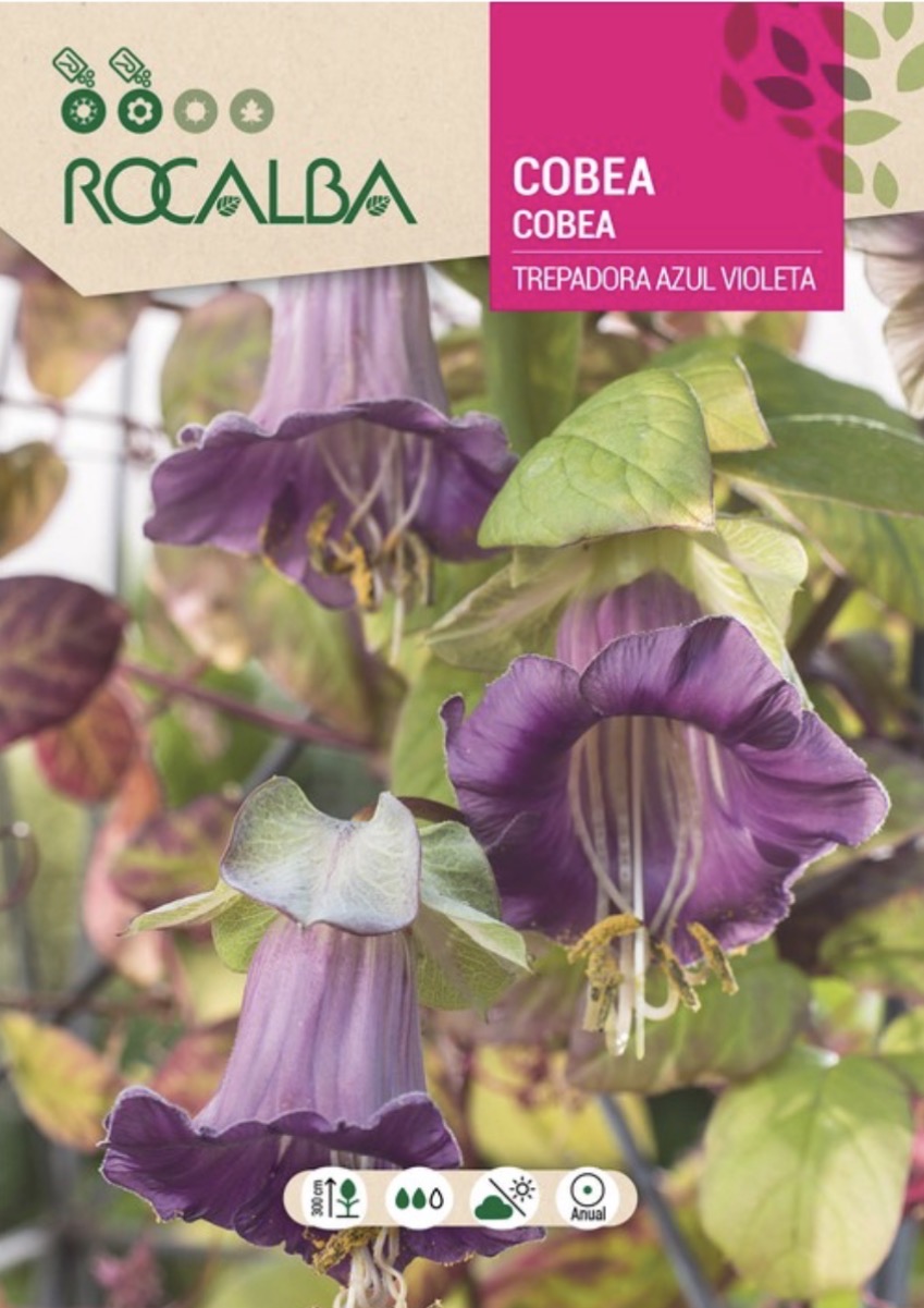 Cobaea Scandens