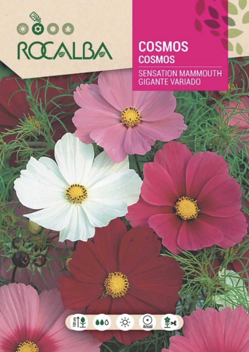 Cosmos Gigante