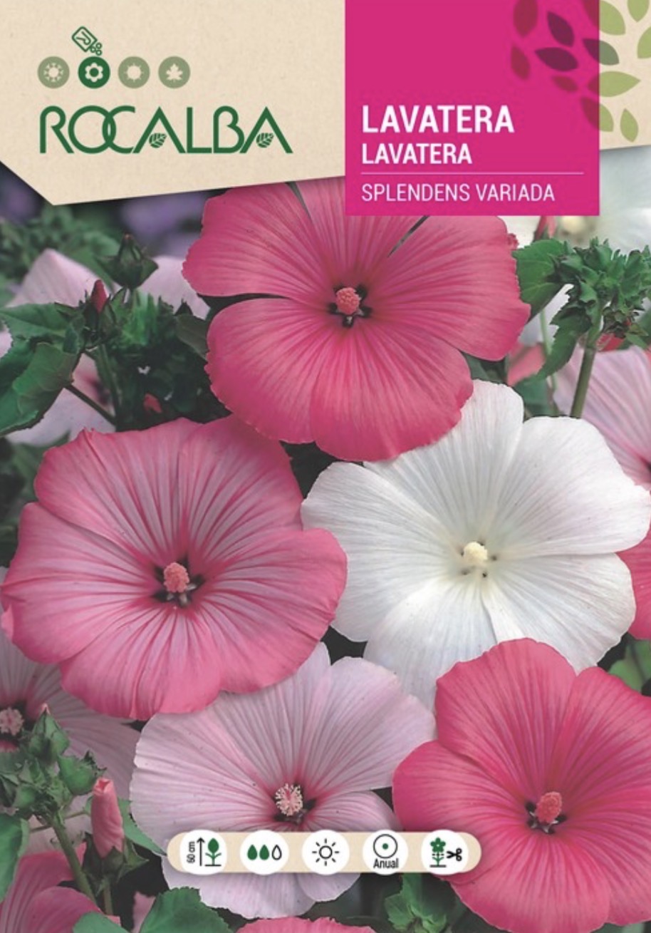 Lavatera Splendens