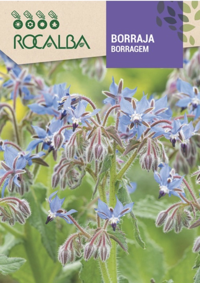 Borraja